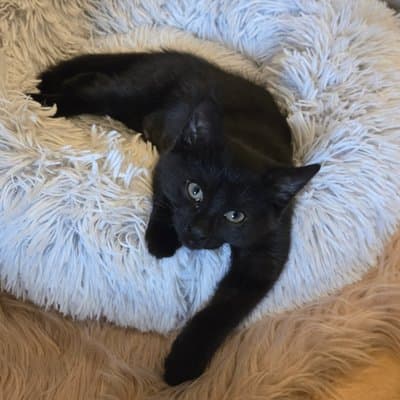 Foster cat from @philly_kitcat_habitat