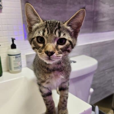 Foster cat from @philly_kitcat_habitat