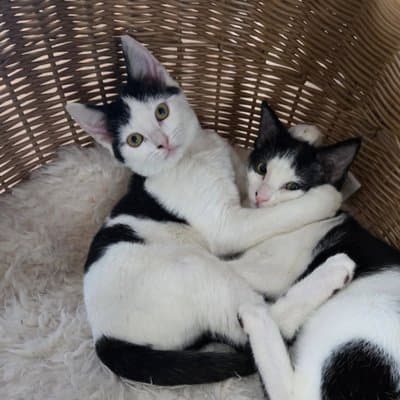 Foster cat from @philly_kitcat_habitat