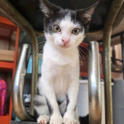 Foster cat from @philly_kitcat_habitat