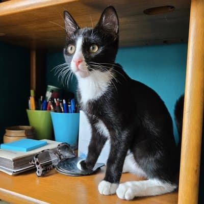 Foster cat from @philly_kitcat_habitat
