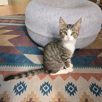 Foster cat from @philly_kitcat_habitat