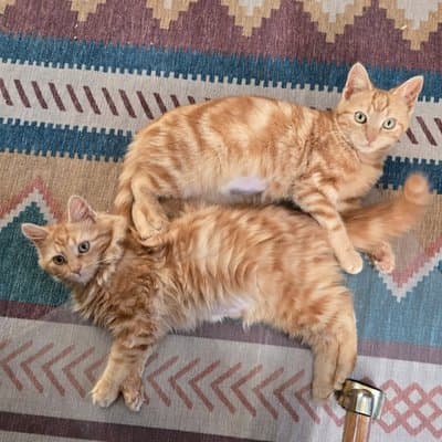 Foster cat from @philly_kitcat_habitat