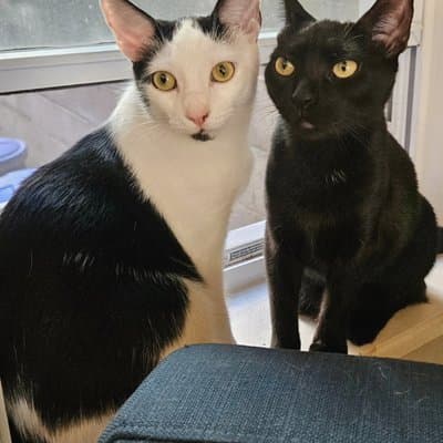 Foster cat from @philly_kitcat_habitat